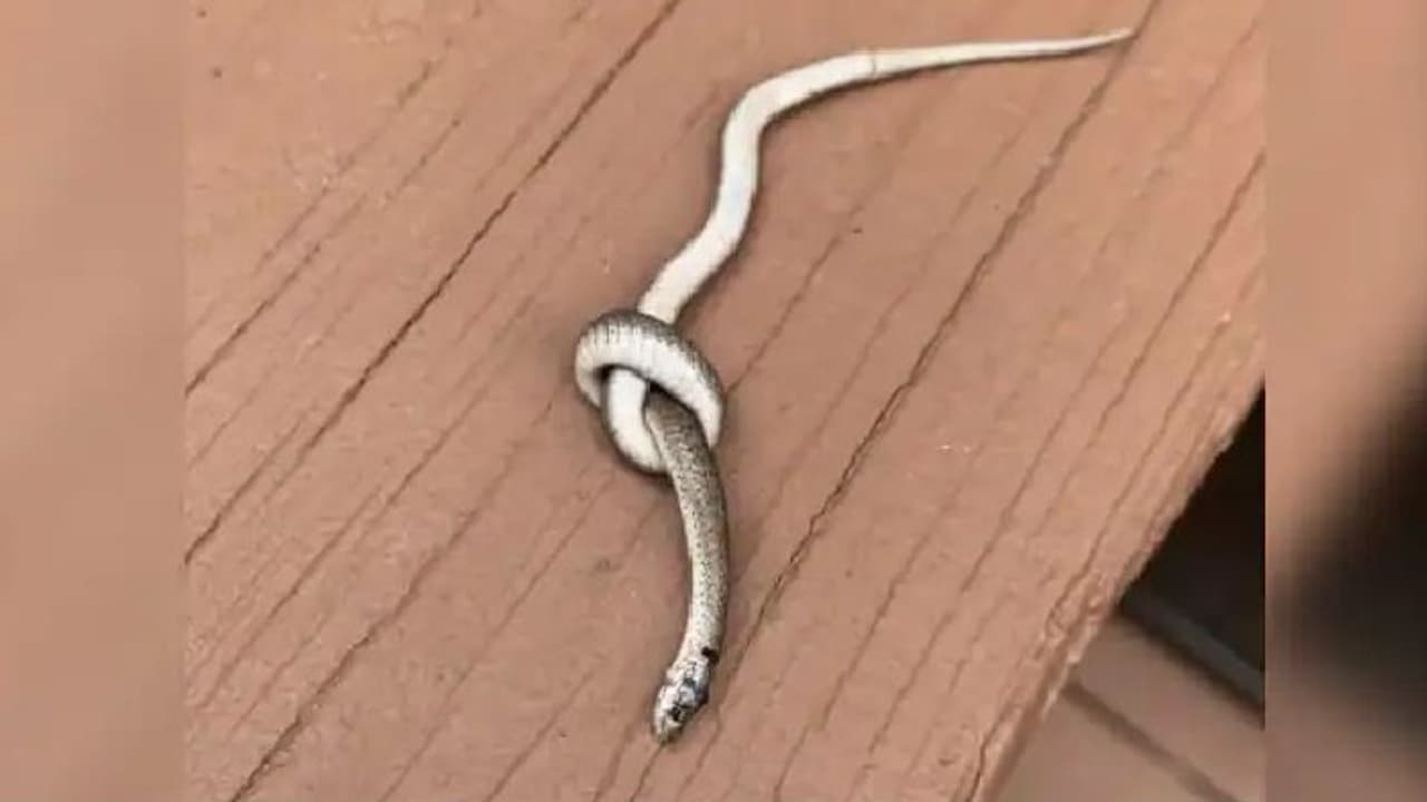 കെട്ട് പിണഞ്ഞുകിടക്കുന്ന പാമ്പ്; ഇതെന്ത് സംഭവമെന്ന് ആളുകള്‍...