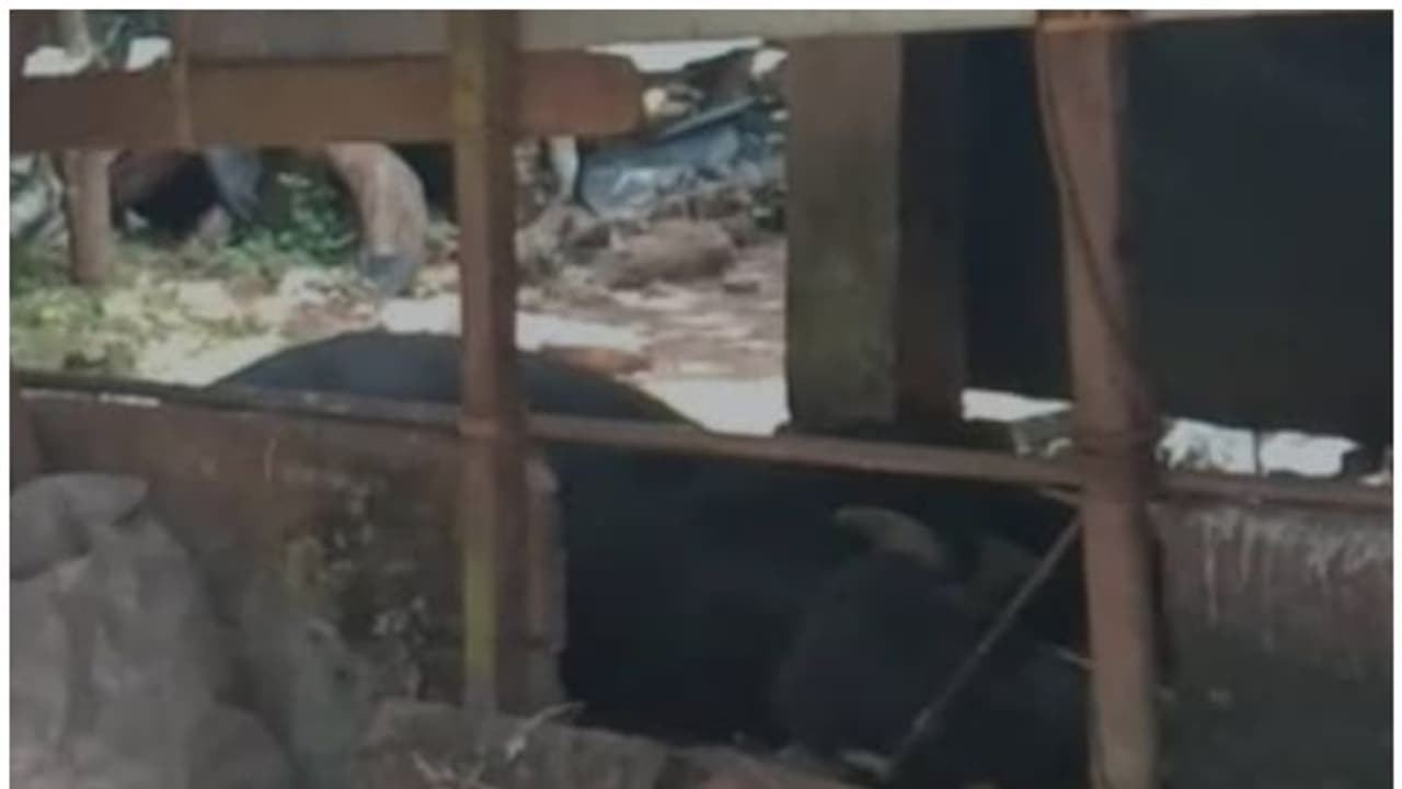 കോട്ടയത്ത് പേവിഷബാധയുടെ ലക്ഷണങ്ങൾ പ്രകടിപ്പിച്ച പോത്ത് ചത്തു, ജാഗ്രതാ നിർദ്ദേശം 