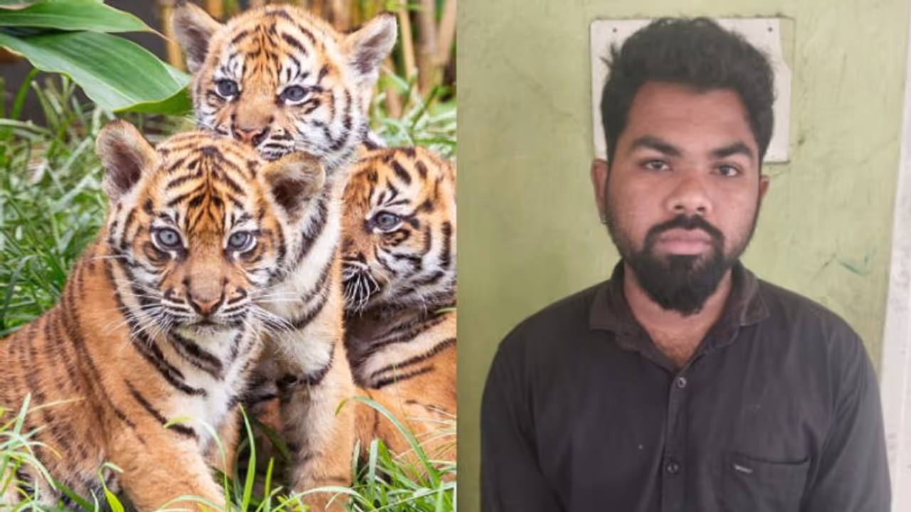 കടുവക്കുഞ്ഞിനെ വില്ക്കാനുണ്ട്, വില 25 ലക്ഷം! ; പൂച്ചയ്ക്ക് നിറമടിച്ച് തട്ടിപ്പ്, യുവാവ് പിടിയില് കടുവക്കുഞ്ഞിനെ വില്ക്കാനുണ്ട്, വില 25 ലക്ഷം! ; പൂച്ചയ്ക്ക് നിറമടിച്ച് തട്ടിപ്പ്, യുവാവ് പിടിയില്