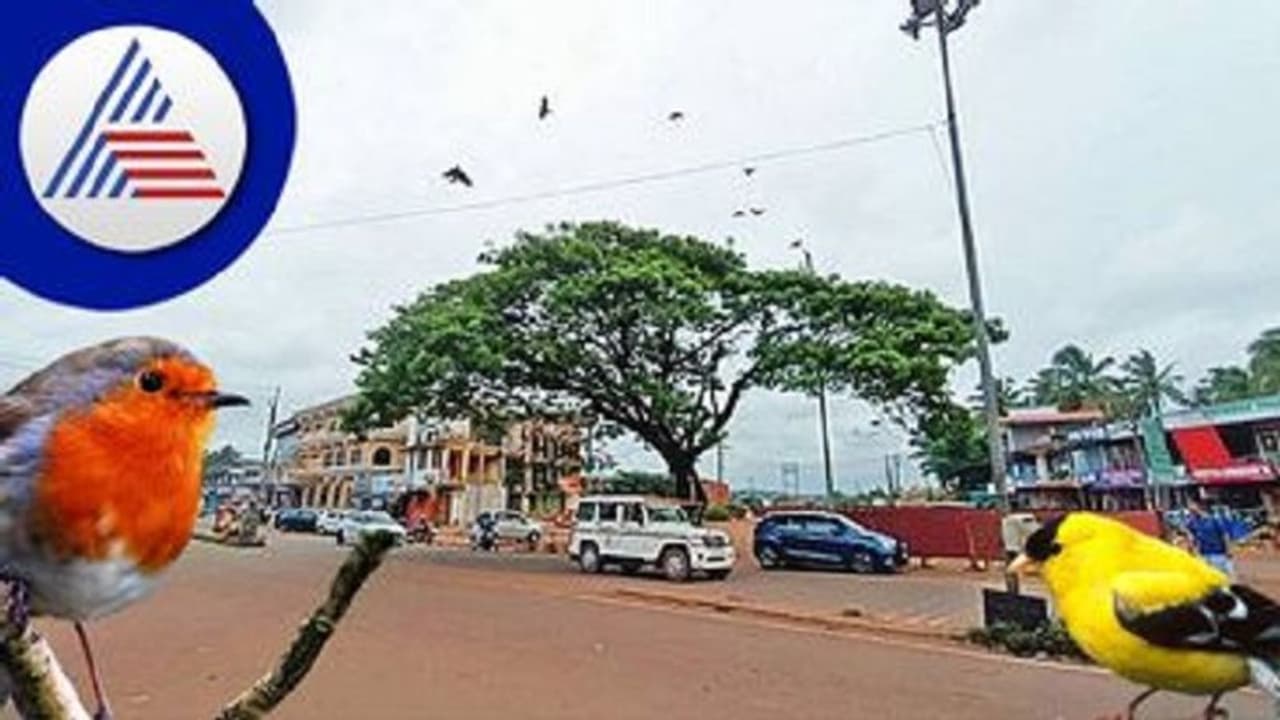 Kasaragod: ನೂರಾರು ಪಕ್ಷಿಗಳನ್ನು ಉಳಿಸಲು ರಾಷ್ಟ್ರೀಯ ಹೆದ್ದಾರಿ ಕಾಮಗಾರಿ ತಾತ್ಕಾಲಿಕ ಸ್ಥಗಿತ Kasaragod: ನೂರಾರು ಪಕ್ಷಿಗಳನ್ನು ಉಳಿಸಲು ರಾಷ್ಟ್ರೀಯ ಹೆದ್ದಾರಿ ಕಾಮಗಾರಿ ತಾತ್ಕಾಲಿಕ ಸ್ಥಗಿತ
