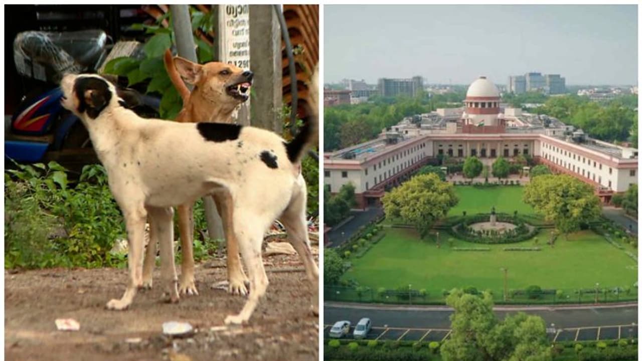 കേരളത്തിൽ തെരുവ് നായ പ്രശ്നം ഗുരുതരമെന്ന് സുപ്രീംകോടതി: ഇടക്കാല ഉത്തരവ് സെപ്തംബർ 28 ന് കേരളത്തിൽ തെരുവ് നായ പ്രശ്നം ഗുരുതരമെന്ന് സുപ്രീംകോടതി: ഇടക്കാല ഉത്തരവ് സെപ്തംബർ 28 ന്