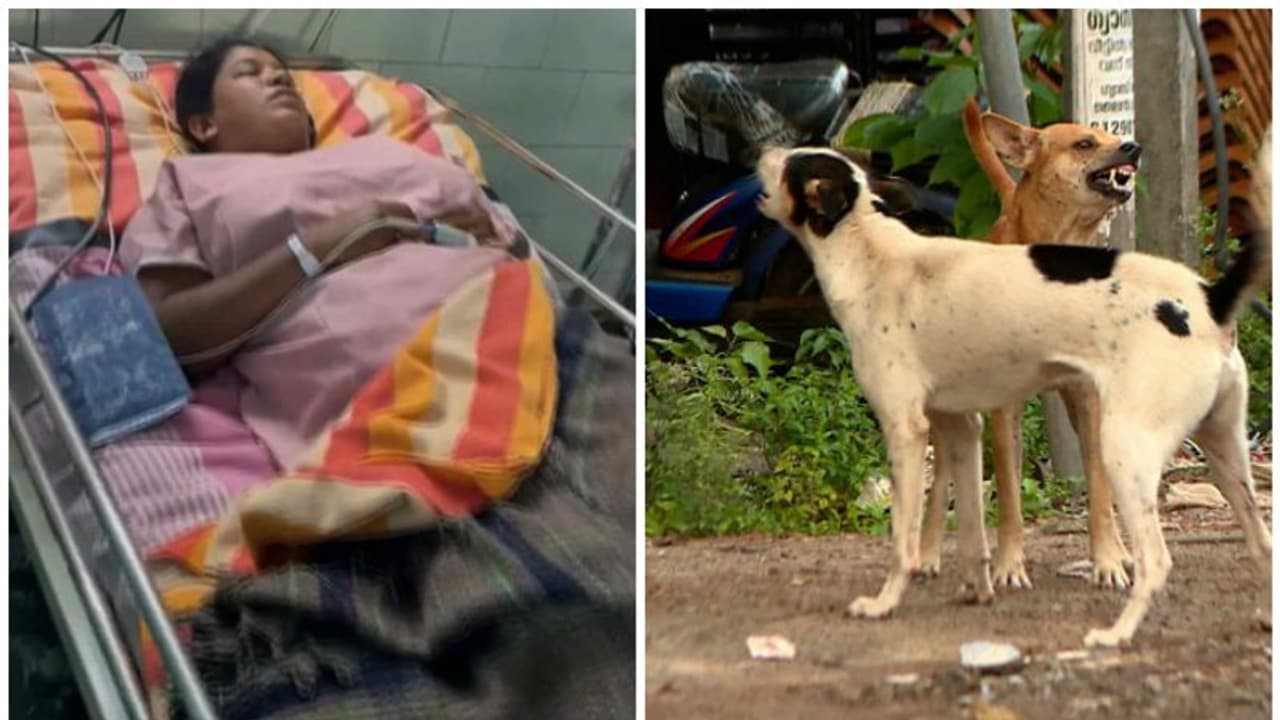 തൃശൂരിൽ തെരുവുനായയുടെ ആക്രമണത്തിൽ ബൈക്കിൽ നിന്ന് വീണ് യുവതിക്ക് പരിക്ക് തൃശൂരിൽ തെരുവുനായയുടെ ആക്രമണത്തിൽ ബൈക്കിൽ നിന്ന് വീണ് യുവതിക്ക് പരിക്ക്