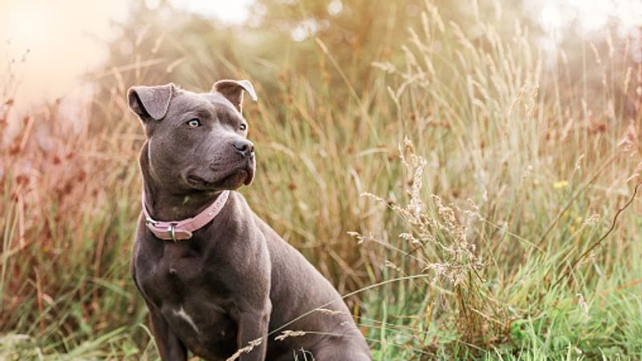 జనంపైకి కుక్కల్ని వదిలి.. తమాషా : ఎల్బీనగర్లో సీఐ పైశాచికత్వం, హడలిపోతోన్న అపార్ట్మెంట్వాసులు జనంపైకి కుక్కల్ని వదిలి.. తమాషా : ఎల్బీనగర్లో సీఐ పైశాచికత్వం, హడలిపోతోన్న అపార్ట్మెంట్వాసులు