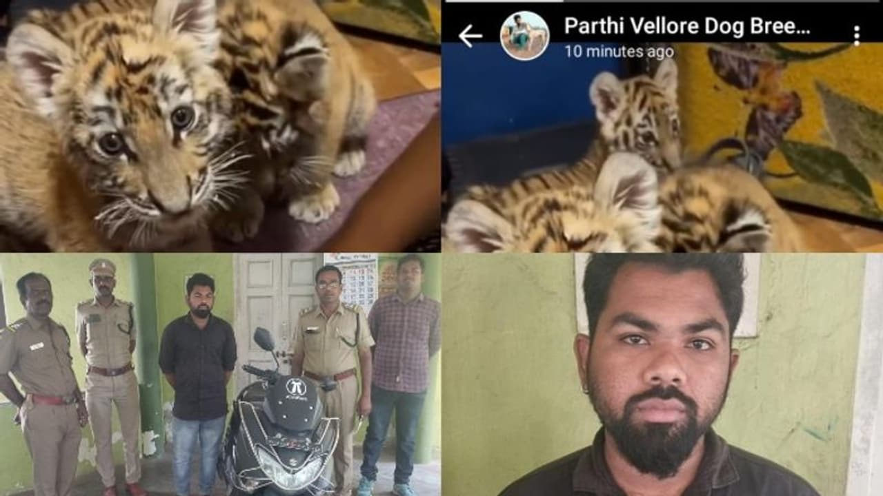 'കടുവാക്കുഞ്ഞുങ്ങൾ വിൽപനയ്ക്ക്', സാമൂഹിക മാധ്യമങ്ങളിൽ പരസ്യവുമായി യുവാവ്; കയ്യോടെ പൊക്കി വനം വകുപ്പ് 'കടുവാക്കുഞ്ഞുങ്ങൾ വിൽപനയ്ക്ക്', സാമൂഹിക മാധ്യമങ്ങളിൽ പരസ്യവുമായി യുവാവ്; കയ്യോടെ പൊക്കി വനം വകുപ്പ്