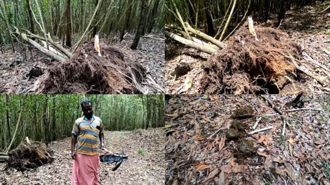 തിരുവനന്തപുരം പെരിങ്ങമലയിൽ കാട്ടാനക്കൂട്ടം എത്തി, വ്യാപകമായി കൃഷി നശിപ്പിച്ചു