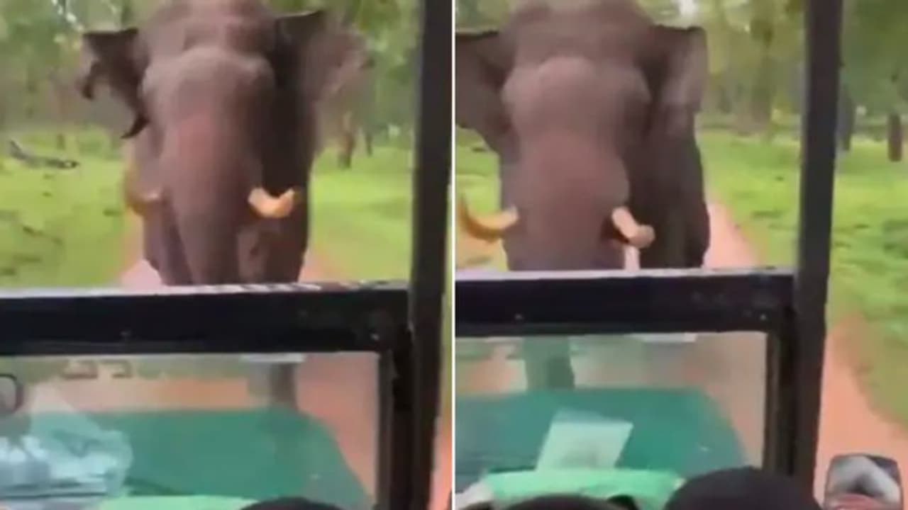 Viral Video:ജീപ്പിന് നേര്‍ക്ക് പാഞ്ഞടുക്കുന്ന കാട്ടാന; ശ്വാസമടക്കിപ്പിടിക്കാതെ ഈ വീഡിയോ കണ്ടുതീര്‍ക്കാനാവില്ല!