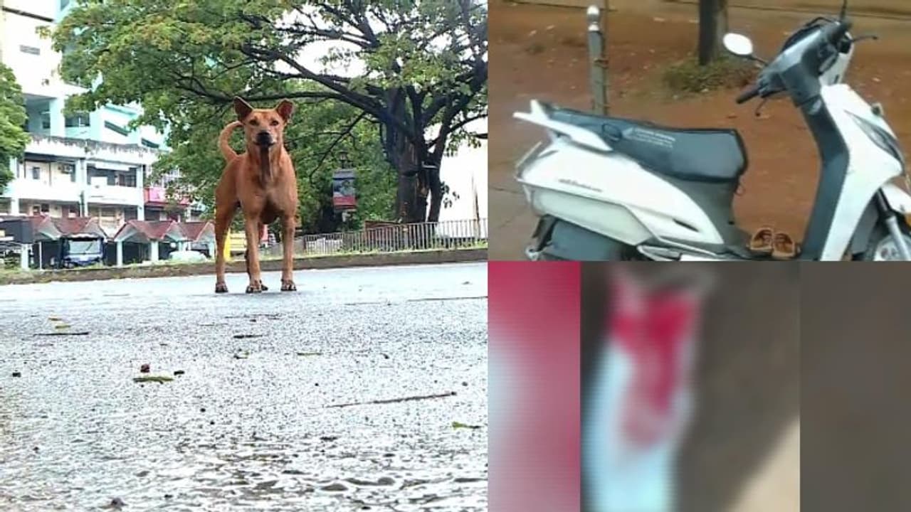 തൃശ്ശൂരിൽ നായ കുറുകെ ചാടി, സ്കൂട്ടർ യാത്രക്കാരന് പരിക്ക് തൃശ്ശൂരിൽ നായ കുറുകെ ചാടി, സ്കൂട്ടർ യാത്രക്കാരന് പരിക്ക്