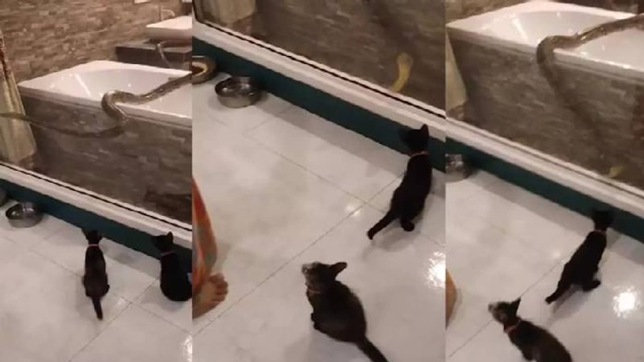 കുളിമുറിക്കുള്ളിൽ പെരുമ്പാമ്പ്, ഭയന്നരണ്ട് വീട്ടുകാരും പൂച്ചക്കുട്ടികളും കുളിമുറിക്കുള്ളിൽ പെരുമ്പാമ്പ്, ഭയന്നരണ്ട് വീട്ടുകാരും പൂച്ചക്കുട്ടികളും