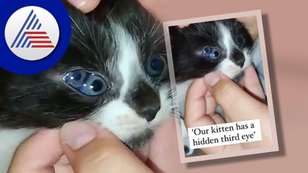 ಮೂರು ಕಣ್ಣಿನ ಬೆಕ್ಕಿನ ಮರಿ ಜನನ: ಇಂಟರ್‌ನೆಟ್‌ನಲ್ಲಿ ಫುಲ್ ವೈರಲ್‌