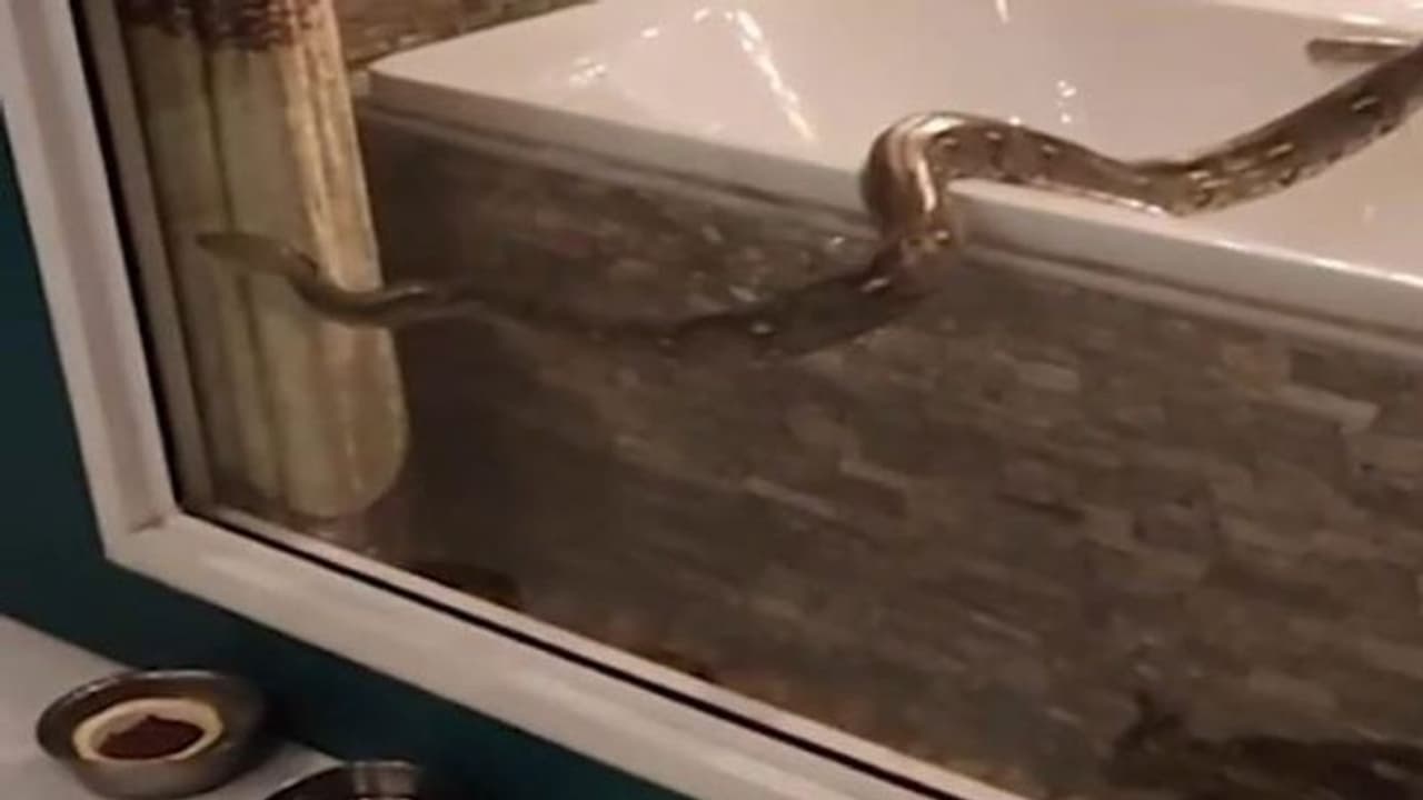 बाथरूम गई महिला को बाथटब पर दिखा बड़ा सा सांप, लंबाई देख रेस्क्यू टीम भी दंग बाथरूम गई महिला को बाथटब पर दिखा बड़ा सा सांप, लंबाई देख रेस्क्यू टीम भी दंग