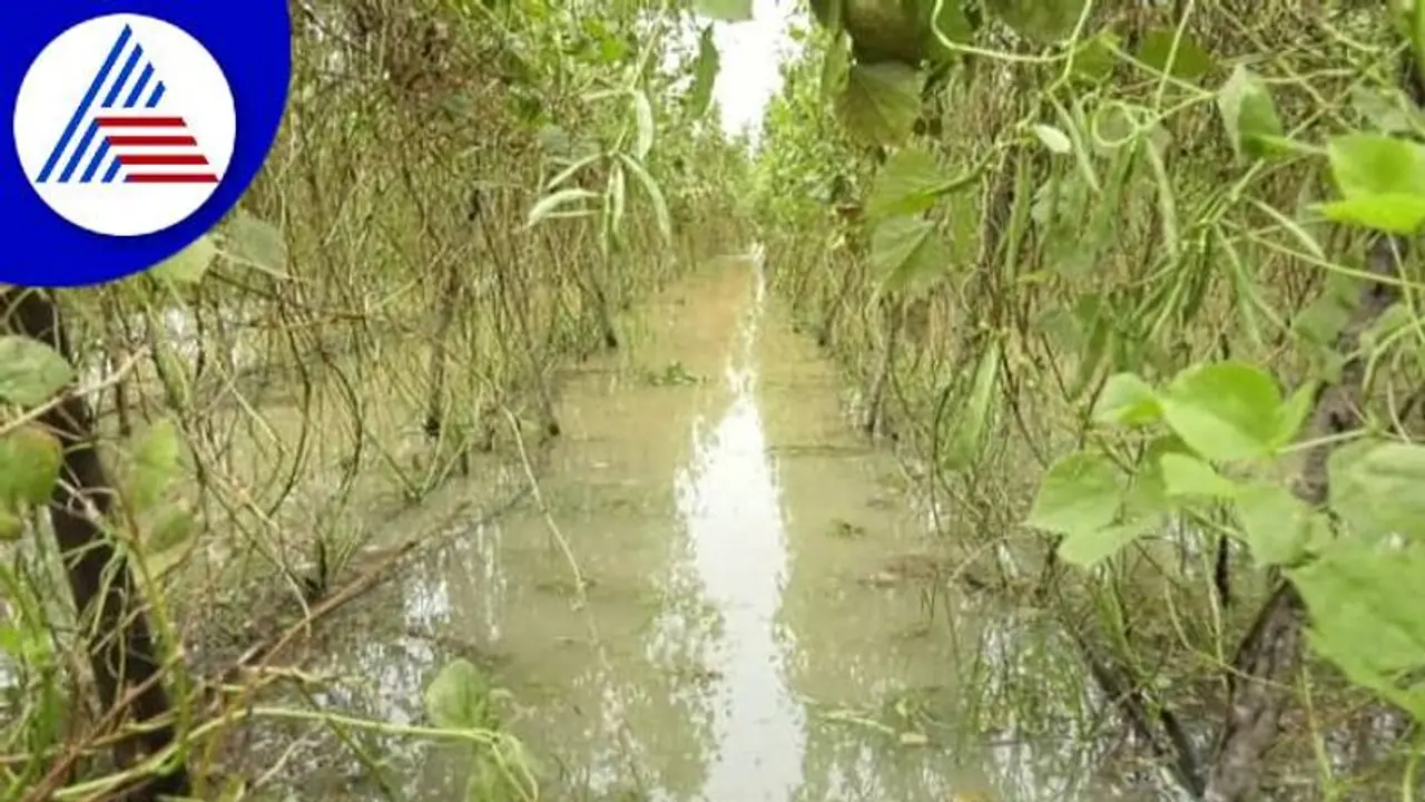 Karnataka rains: Crops destroyed in several districts; IMD issues Yellow alert for 3 days