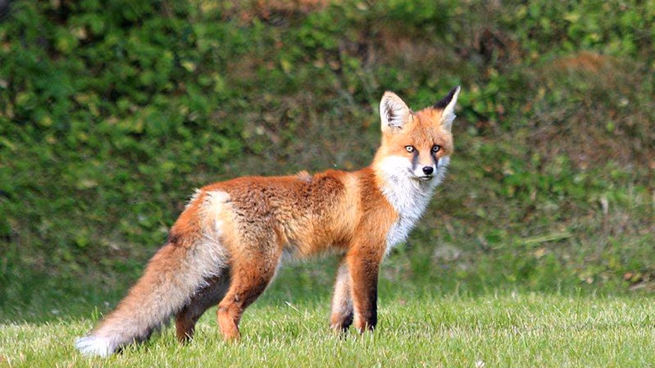 കാസർകോട് തെരുവ് നായക്ക് പിന്നാലെ കുറുക്കന്റെ ആക്രമണം; ആളുകൾക്കും വളർത്തുമൃഗങ്ങൾക്കും കടിയേറ്റു കാസർകോട് തെരുവ് നായക്ക് പിന്നാലെ കുറുക്കന്റെ ആക്രമണം; ആളുകൾക്കും വളർത്തുമൃഗങ്ങൾക്കും കടിയേറ്റു