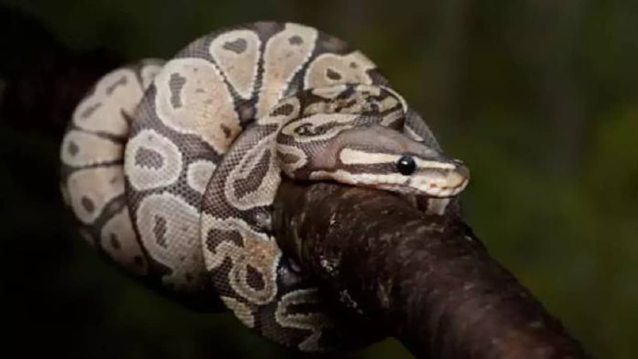 viral video: ஹைதராபாத் கல்லறையில் பதுங்கியிருக்கும் 6 அடி மலைப்பாம்பு: மனதை பதறவவைக்கும் வைரல் வீடியோ