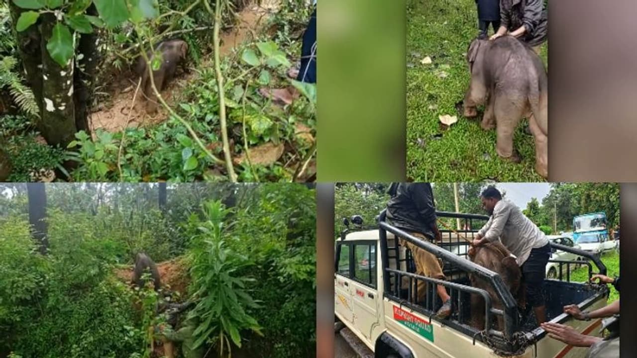 'കൂട്ടം തെറ്റി കിടങ്ങിൽ വീണു'; ആനക്കുട്ടിയെ കരയ്ക്ക് കയറ്റി അമ്മയാനയ്ക്കൊപ്പമെത്തിച്ച് വനം വകുപ്പ് ഉദ്യോഗസ്ഥർ 'കൂട്ടം തെറ്റി കിടങ്ങിൽ വീണു'; ആനക്കുട്ടിയെ കരയ്ക്ക് കയറ്റി അമ്മയാനയ്ക്കൊപ്പമെത്തിച്ച് വനം വകുപ്പ് ഉദ്യോഗസ്ഥർ