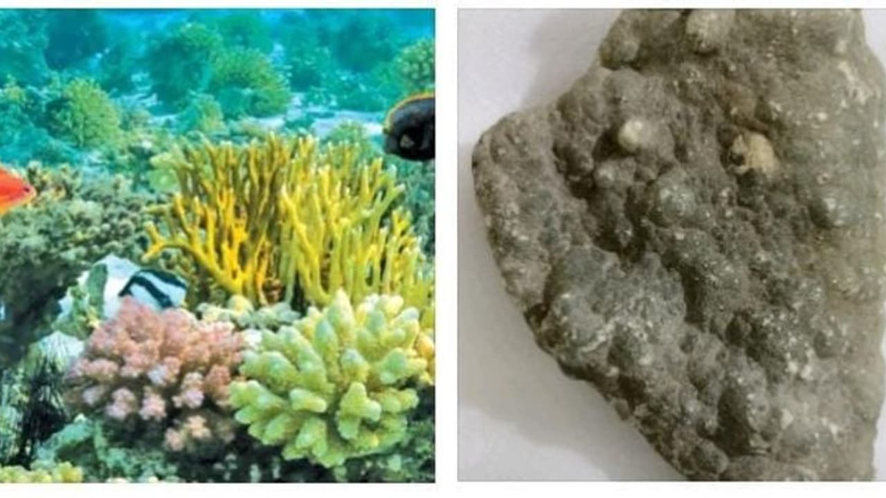 ஒரு கிராம் ரூ.2500, அந்தமான் பவளப்பாறை கோவையில் விற்பனை...! அதிரடியாக பறிமுதல் செய்த வனத்துறை ஒரு கிராம் ரூ.2500, அந்தமான் பவளப்பாறை கோவையில் விற்பனை...! அதிரடியாக பறிமுதல் செய்த வனத்துறை