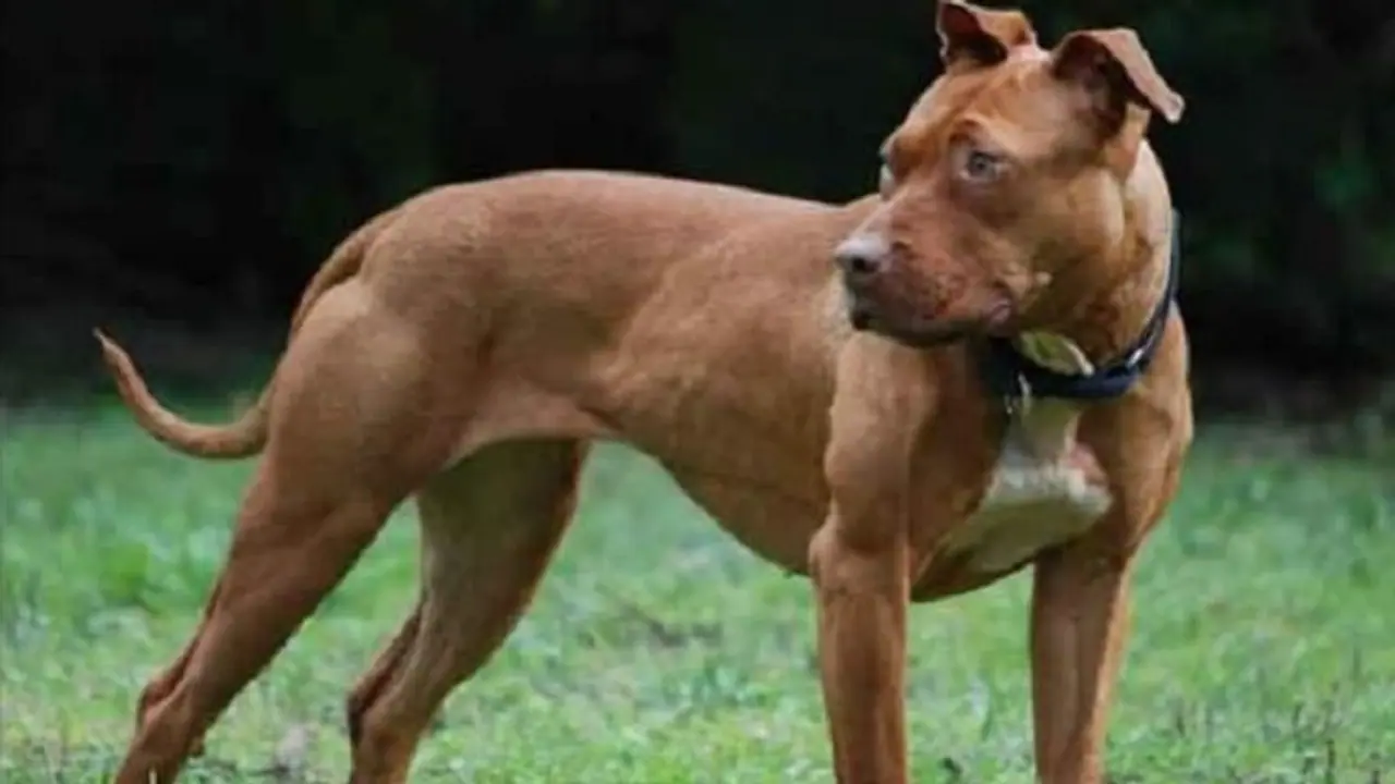 लखनऊ: मां के साथ पार्क में टहल रहे युवक पर पिटबुल ने किया हमला, सीसीटीवी में कैद हुआ पूरा मामला लखनऊ: मां के साथ पार्क में टहल रहे युवक पर पिटबुल ने किया हमला, सीसीटीवी में कैद हुआ पूरा मामला