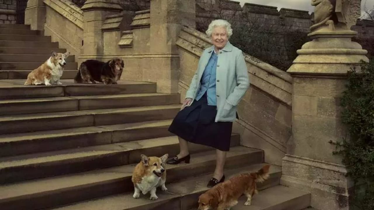 ರಾಣಿ ಅಗಲಿಕೆಯಿಂದ ಅನಾಥವಾದ ಕೊರ್ಗಿ ಶ್ವಾನಗಳು... 