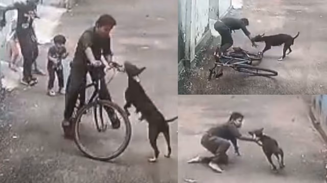 കോഴിക്കോട്ട് കുട്ടിക്ക് നേരെ കുതിച്ചുചാടി തെരുവ് നായ, വീണപ്പോൾ കടിച്ചു വലിച്ചു, സിസിടിവി ദൃശ്യങ്ങൾ പുറത്ത്