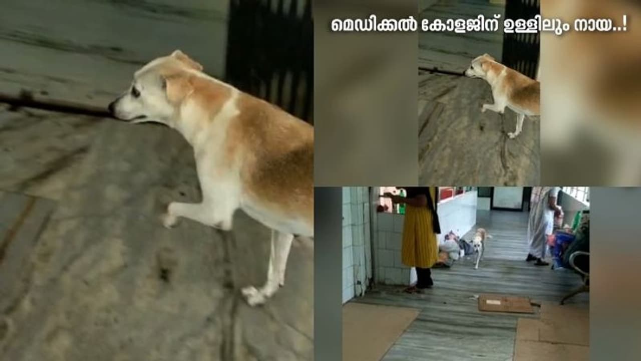 ആലപ്പുഴ മെഡി.കോളേജിലെ ഐസിയുവിന് മുന്നിലും തെരുവ് നായ ശല്യം 
