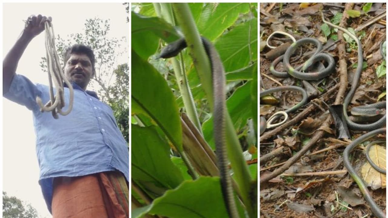 200ഓളം പാമ്പുകള്‍ സംരക്ഷിക്കുന്ന തോട്ടം; അകത്ത് കയറാന്‍ ആരും വിറയ്ക്കും, ബിജുവിന്‍റെ സ്വന്തം പാമ്പുകള്‍!