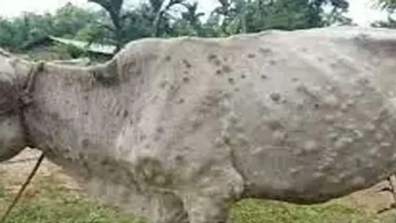 झारखंड में भी लंपी वायरस ने दी दस्तक, प्रदेश के दो जिलों में मिले संदिग्ध मामले, सरकार ने जारी किए आदेश