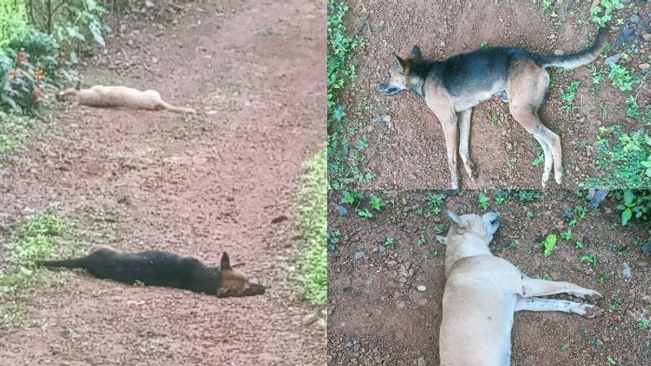 കോട്ടയത്ത് നായ്ക്കൾ കൂട്ടത്തോടെ ചത്തതിൽ അന്വേഷണം; വെള്ളൂർ പൊലീസ് കേസെടുത്തു