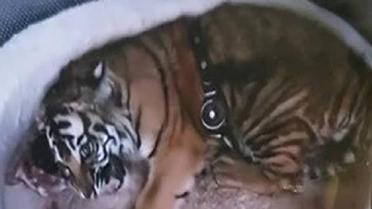 ചീങ്കണ്ണിയെയും മയക്കുമരുന്നും തോക്കും പണവും കണ്ടെത്തി, പക്ഷേ ആ കടുവക്കുട്ടി എവി‍ടെ?