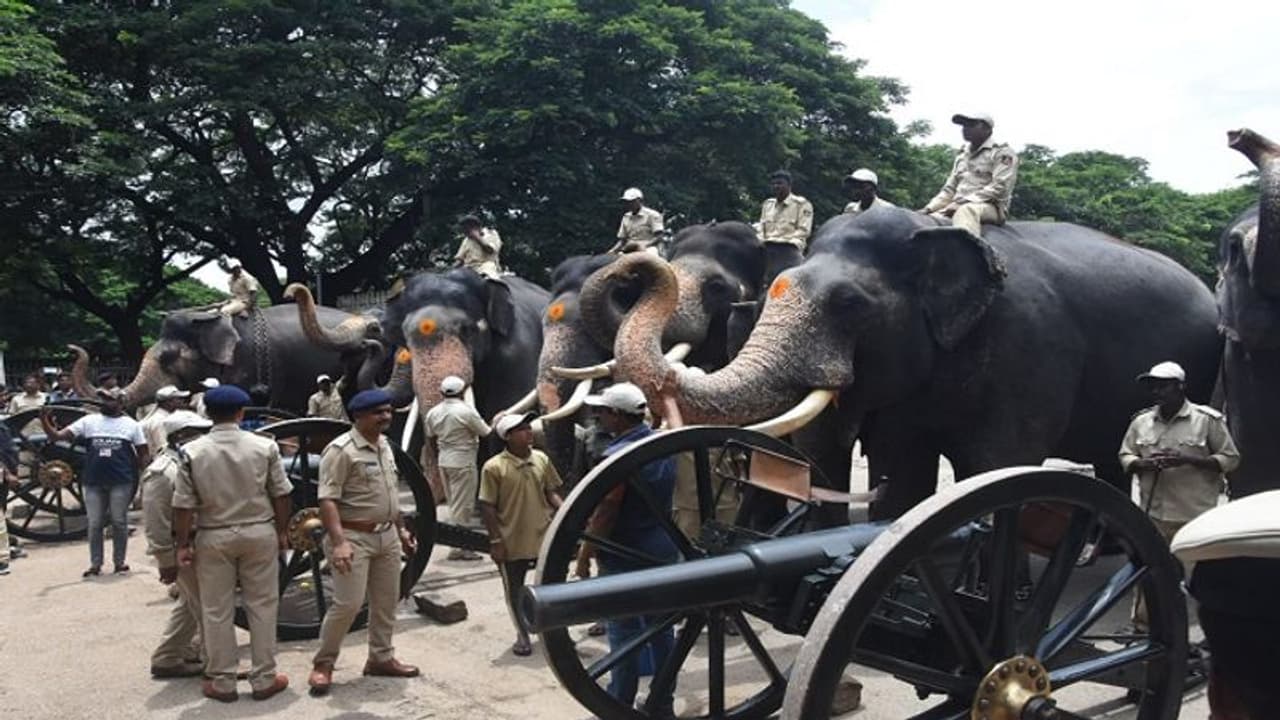 Mysuru Dasara 2022 : ಗಜಪಡೆಗಳಿಗೆ ಸಿಡಿಮದ್ದು ತಾಲೀಮಿನ‌ ಹೈಲೈಟ್ಸ್