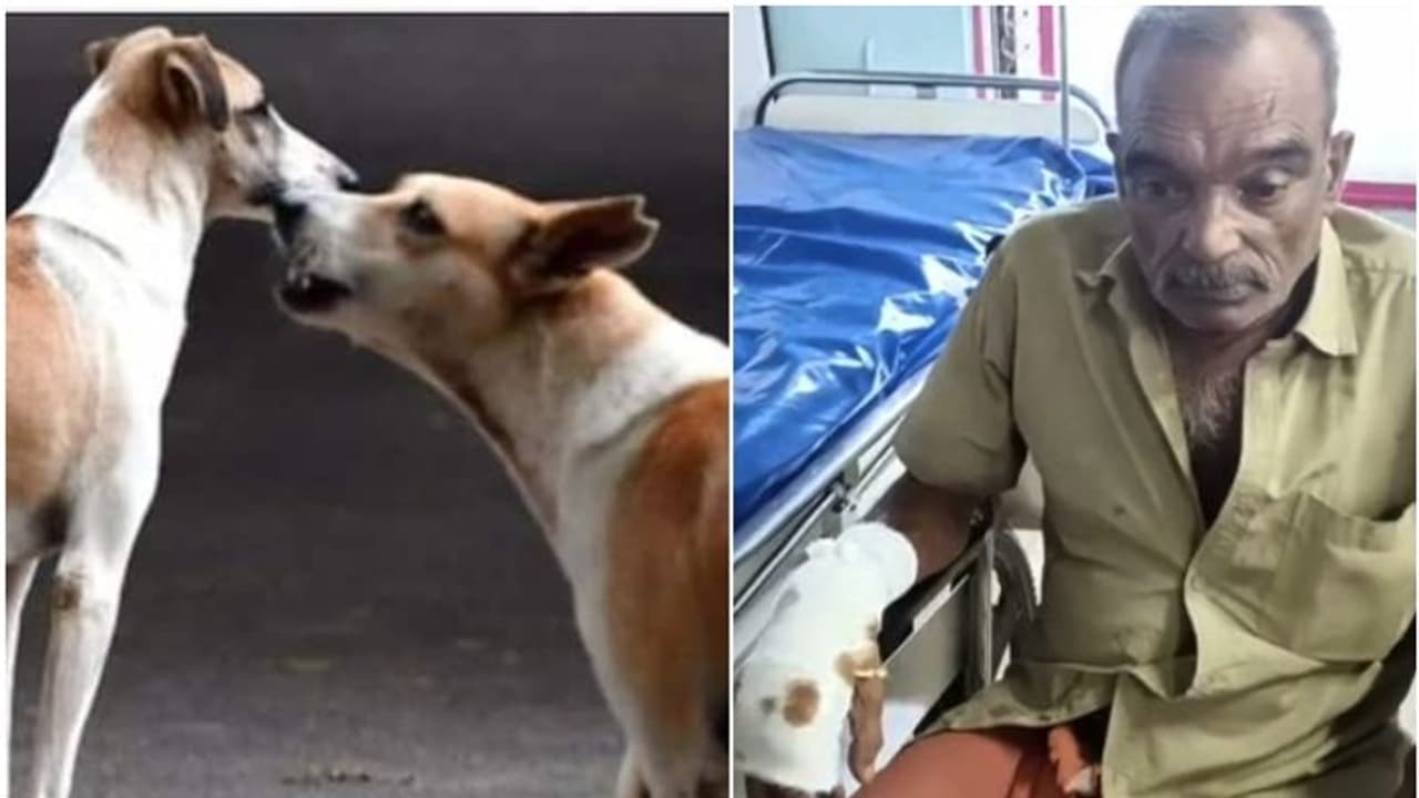 തെരുവുനായ ഓട്ടോയ്ക്ക് കുറുകെ ചാടി; നിയന്ത്രണം വിട്ട ഓട്ടോ മറിഞ്ഞ് ഡ്രൈവർക്ക് പരിക്ക് തെരുവുനായ ഓട്ടോയ്ക്ക് കുറുകെ ചാടി; നിയന്ത്രണം വിട്ട ഓട്ടോ മറിഞ്ഞ് ഡ്രൈവർക്ക് പരിക്ക്