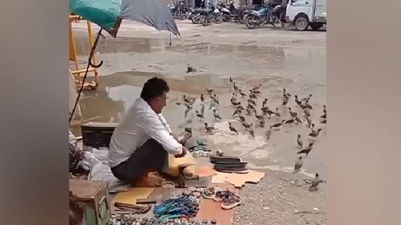 പക്ഷികൾക്കു മുന്നിൽ ധാന്യശേഖരം തുറന്നുവച്ച് ഒരാൾ; അനുസരണയുള്ള കുട്ടികളെപ്പോലെ പക്ഷികൾ, കാണാം കൗതുകക്കാഴ്ച പക്ഷികൾക്കു മുന്നിൽ ധാന്യശേഖരം തുറന്നുവച്ച് ഒരാൾ; അനുസരണയുള്ള കുട്ടികളെപ്പോലെ പക്ഷികൾ, കാണാം കൗതുകക്കാഴ്ച