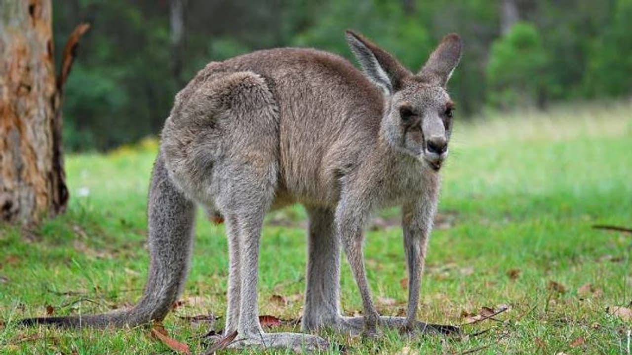 വളര്ത്തിയ ആളെ തന്നെ ആക്രമിച്ച് കൊന്ന് കംഗാരു, 86 വര്ഷത്തിനിടെ ആദ്യ സംഭവം! വളര്ത്തിയ ആളെ തന്നെ ആക്രമിച്ച് കൊന്ന് കംഗാരു, 86 വര്ഷത്തിനിടെ ആദ്യ സംഭവം!