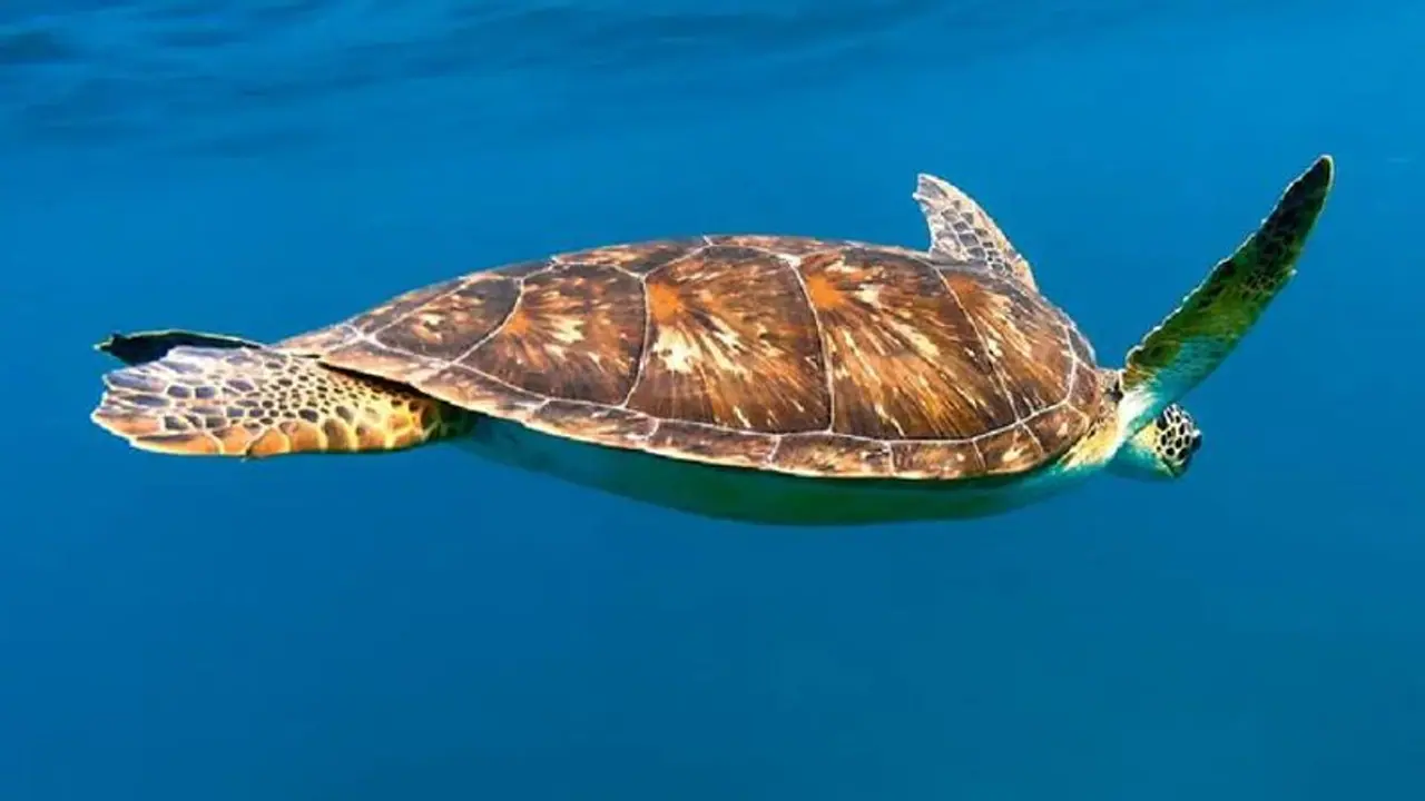 SEX पावर और जवानी बढ़ाने के लिए लोग खा रहे हैं इस जानवर का चिप्स, कीमत जान उड़ जाएंगे होश