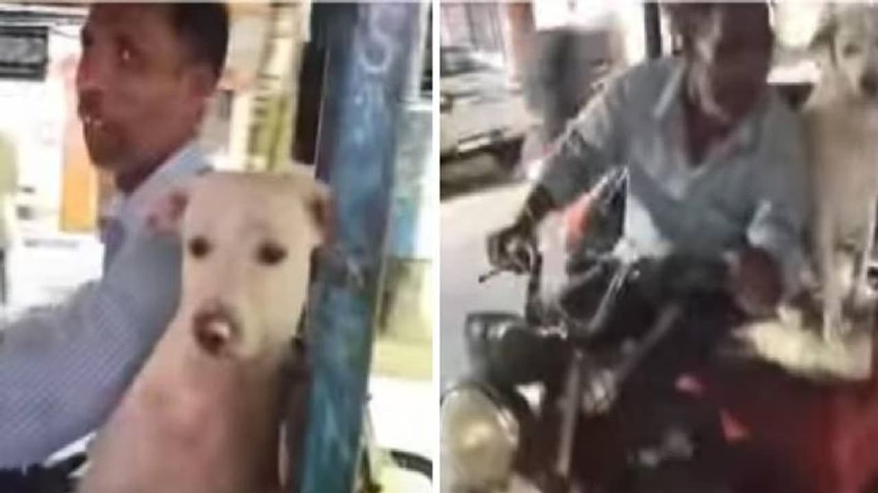 ഓരോ യാത്രയിലും കൂട്ടായി നായ, ഇ റിക്ഷാ ഡ്രൈവറുടെ വീഡിയോ വൈറലാവുന്നു ഓരോ യാത്രയിലും കൂട്ടായി നായ, ഇ റിക്ഷാ ഡ്രൈവറുടെ വീഡിയോ വൈറലാവുന്നു