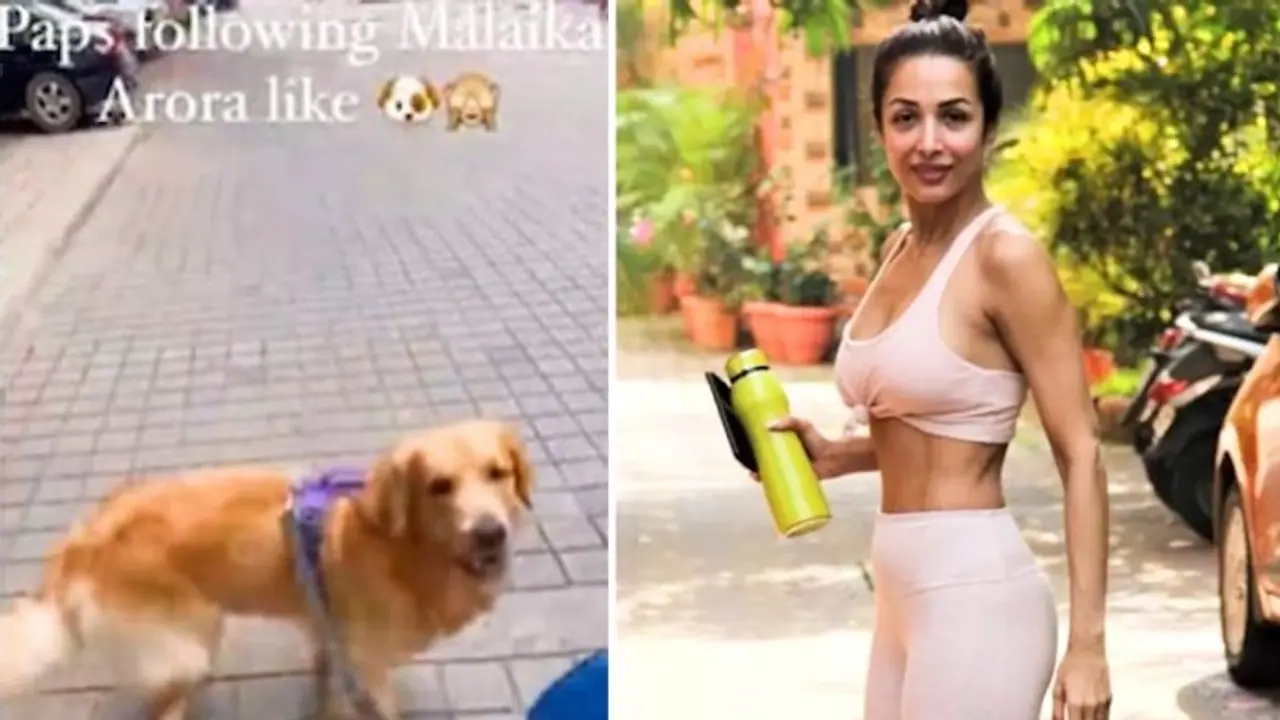 Malaika Arora shares a video of 'cute' dog named Murphy, who walks like her (WATCH) Malaika Arora shares a video of 'cute' dog named Murphy, who walks like her (WATCH)