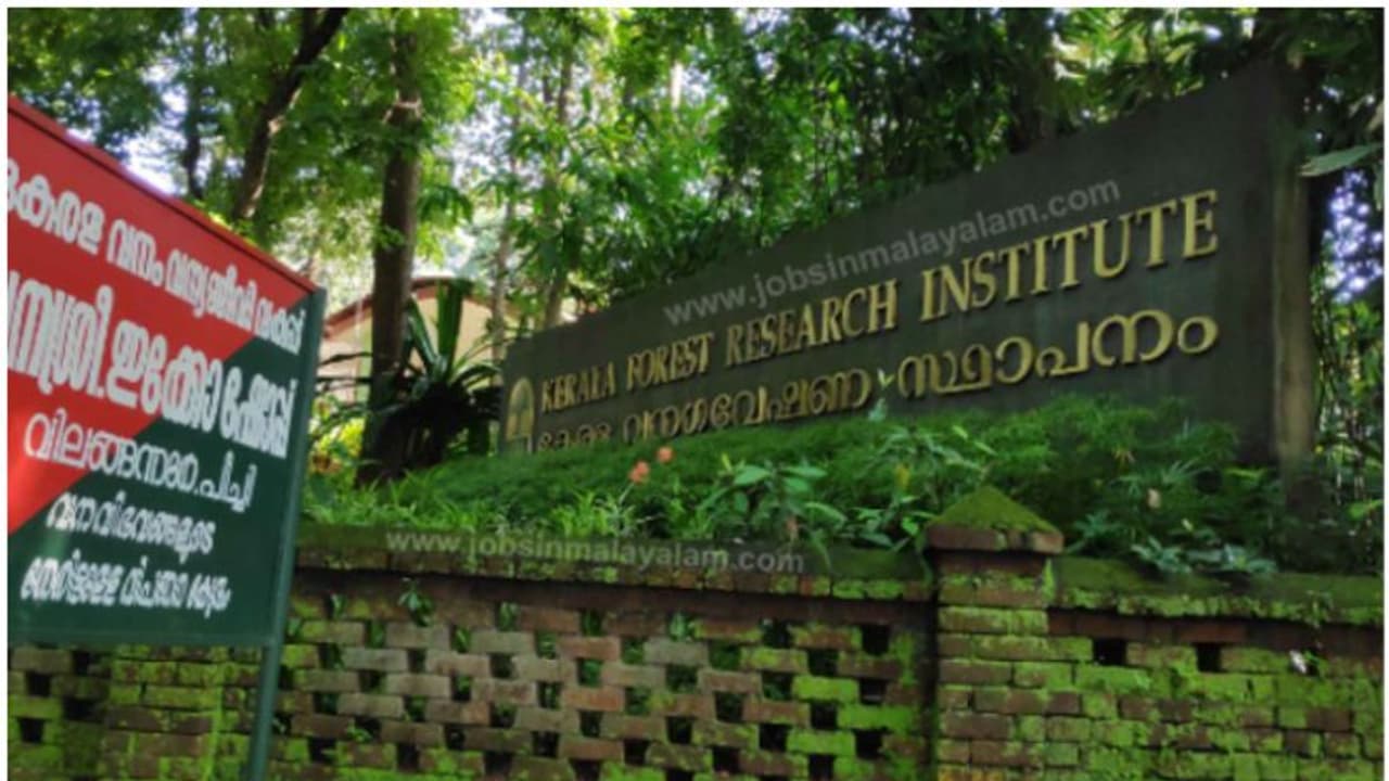 കേരള വന ഗവേഷണ സ്ഥാപനത്തിൽ ഒഴിവുകളുണ്ട്; സെപ്റ്റംബർ 19 ന് അഭിമുഖം കേരള വന ഗവേഷണ സ്ഥാപനത്തിൽ ഒഴിവുകളുണ്ട്; സെപ്റ്റംബർ 19 ന് അഭിമുഖം