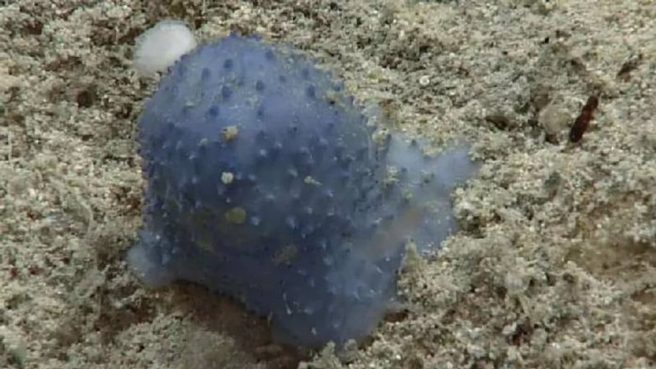 നീല നിറം, ദേഹം നിറയെ കുമിളകൾ പോലെ, കൈകാലുകളില്ല, വിചിത്രജീവിയെ കണ്ടെത്തി നീല നിറം, ദേഹം നിറയെ കുമിളകൾ പോലെ, കൈകാലുകളില്ല, വിചിത്രജീവിയെ കണ്ടെത്തി