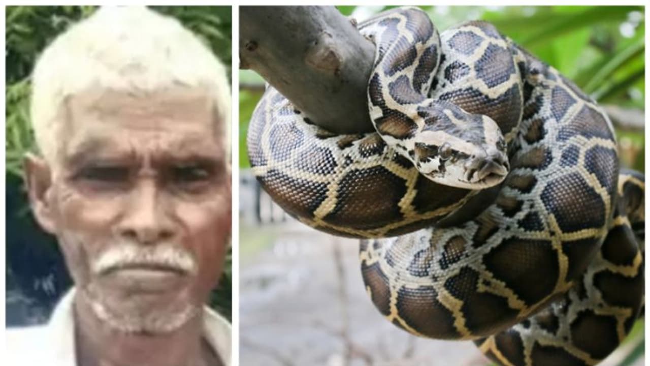 കിണറ്റിലിറങ്ങിയത് മലമ്പാമ്പിനെ രക്ഷിക്കാൻ; പാമ്പ് വരിഞ്ഞുമുറുക്കി, 55കാരന് ദാരുണാന്ത്യം