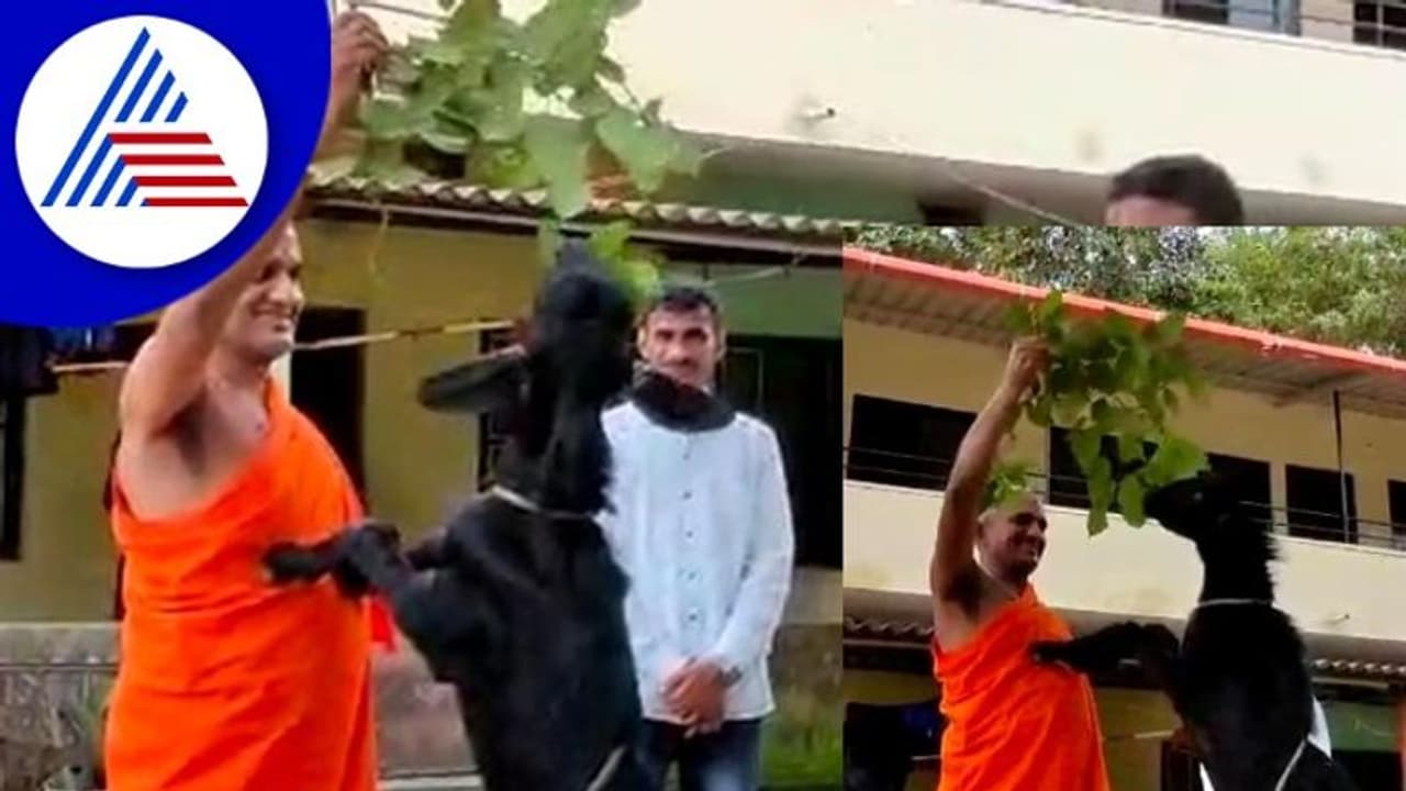Viral video: ಪೇಜಾವರ ಶ್ರೀಗಳ ಎದೆಗೆ ಕಾಲಿಟ್ಟು ಮೇವು ತಿನ್ನುವ ಆಡು! Viral video: ಪೇಜಾವರ ಶ್ರೀಗಳ ಎದೆಗೆ ಕಾಲಿಟ್ಟು ಮೇವು ತಿನ್ನುವ ಆಡು!