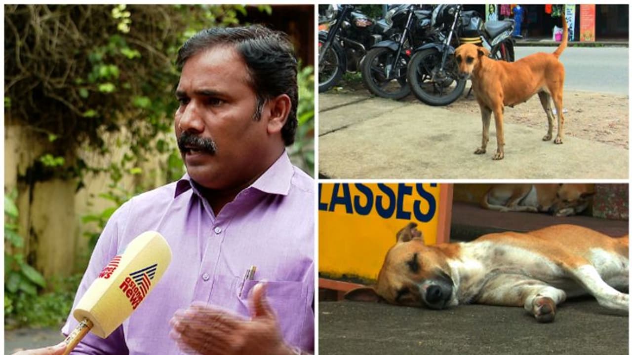 തെരുവ് നായകളെ നിയന്ത്രിക്കാൻ പ്രൈവറ്റ് കെന്നൽസ് പദ്ധതിയുമായി പാലക്കാട് നഗരസഭ, പദ്ധതി സംസ്ഥാനത്ത് ആദ്യമായി