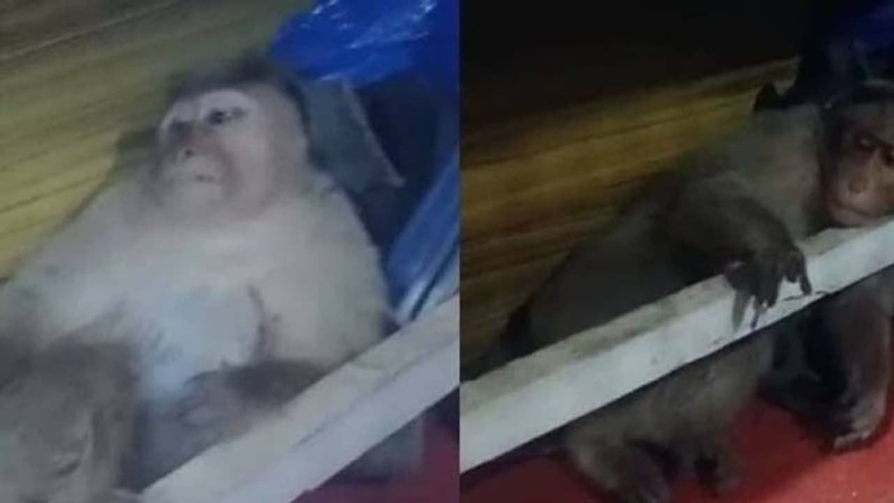 ഇടുക്കിയിൽ ആക്രമിക്കപ്പെട്ട നിലയിൽ കുരങ്ങൻ വീടിനുള്ളിൽ, ഗുരുതരപരിക്ക്, സഹായവുമായി നാട്ടുകാര്‍