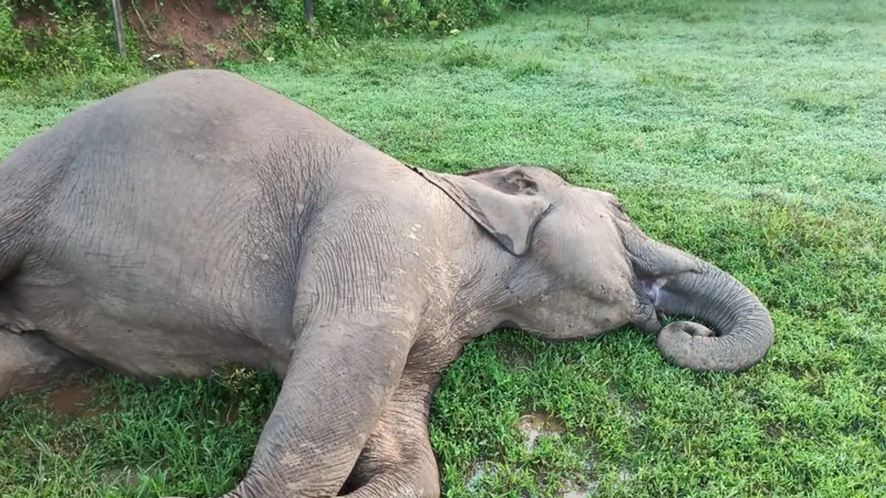 Karnataka: Two elephants die due to excess heat, lack of drinking water in Ramanagara Karnataka: Two elephants die due to excess heat, lack of drinking water in Ramanagara