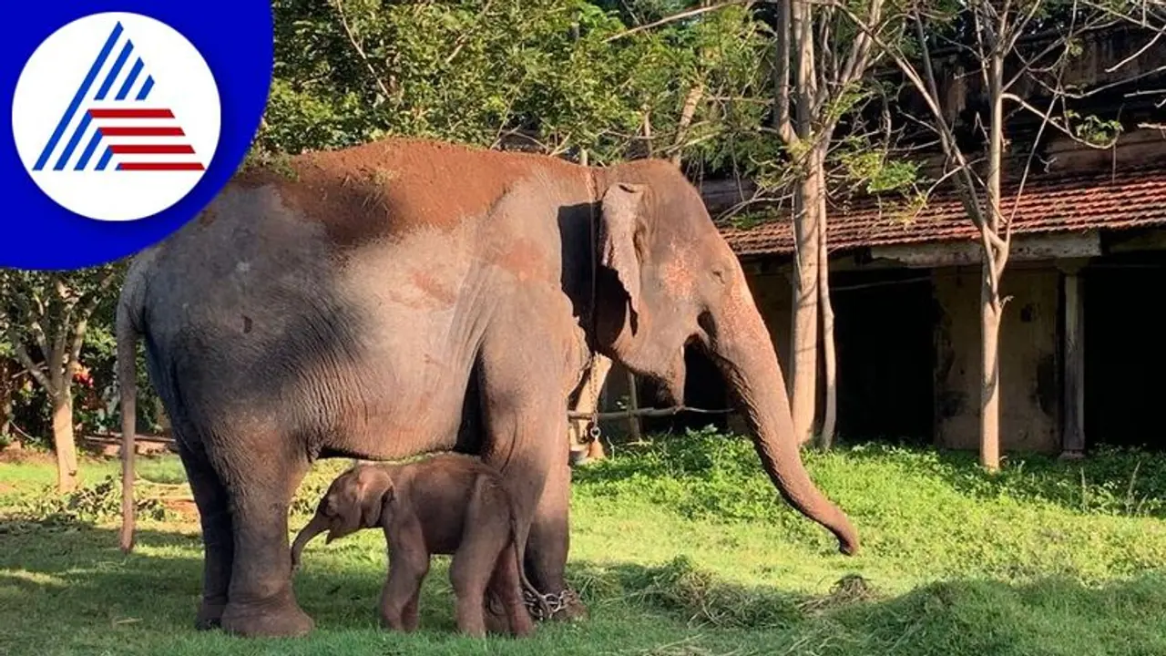 ನಾಗರಹೊಳೆ ಭೀಮನಕಟ್ಟೆಯಲ್ಲಿ ನೂತನ ಆನೆ ಶಿಬಿರ