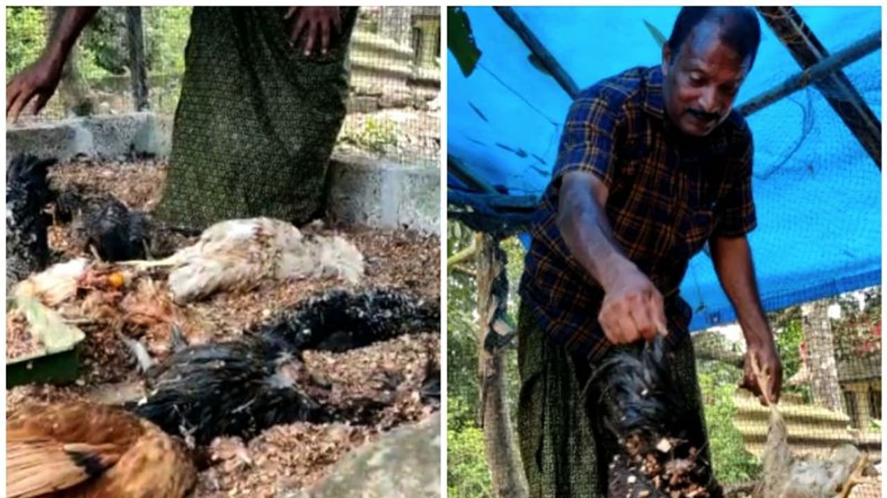 കൂത്താട്ടുകുളത്ത് തെരുവുനായ ആക്രമണം, കരിങ്കോഴികളെ നായ്ക്കൾ കടിച്ചു കൊന്നു