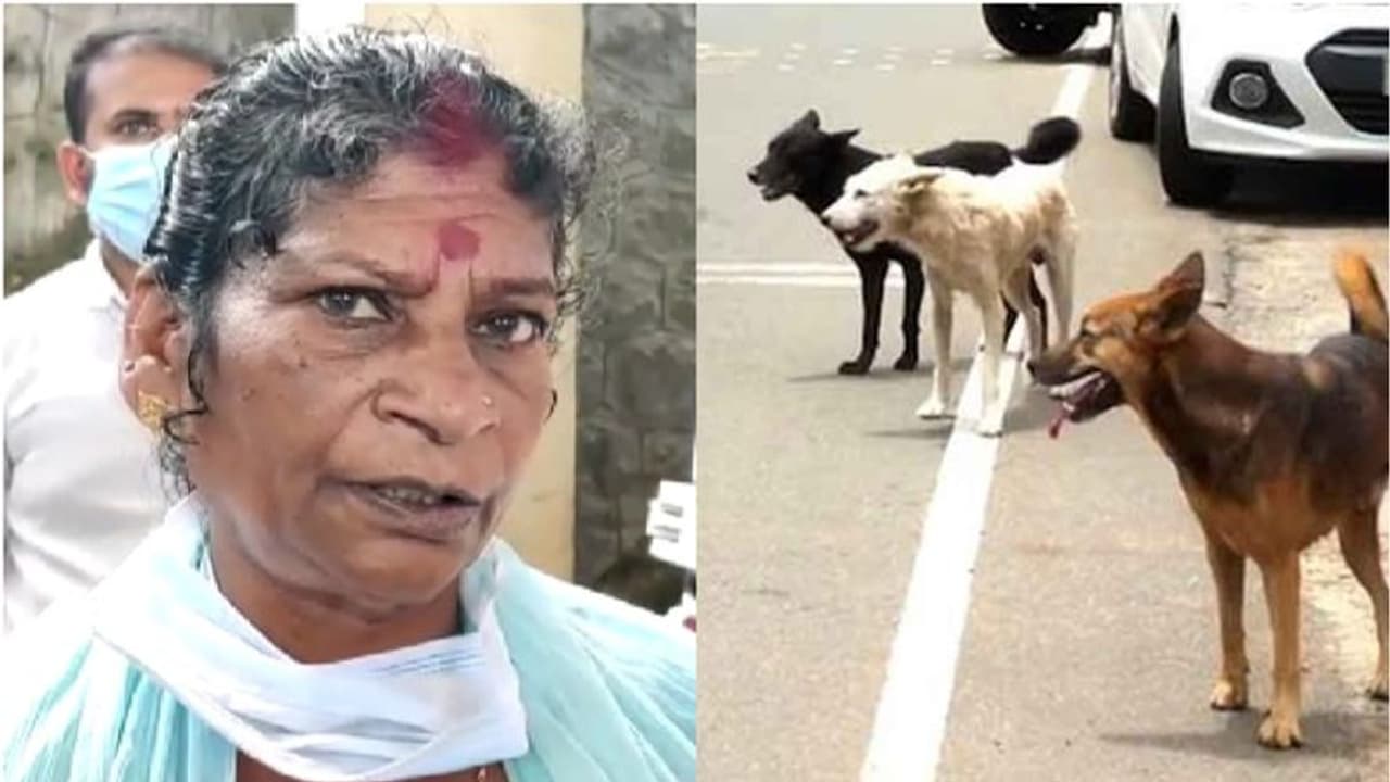 ഇടുക്കിയില് വീണ്ടും തെരുവുനായയുടെ ആക്രമണം; വയോധികയെ പിന്നിലൂടെയെത്തി ആക്രമിച്ചു, കൈ കടിച്ചുപറിച്ചു ഇടുക്കിയില് വീണ്ടും തെരുവുനായയുടെ ആക്രമണം; വയോധികയെ പിന്നിലൂടെയെത്തി ആക്രമിച്ചു, കൈ കടിച്ചുപറിച്ചു