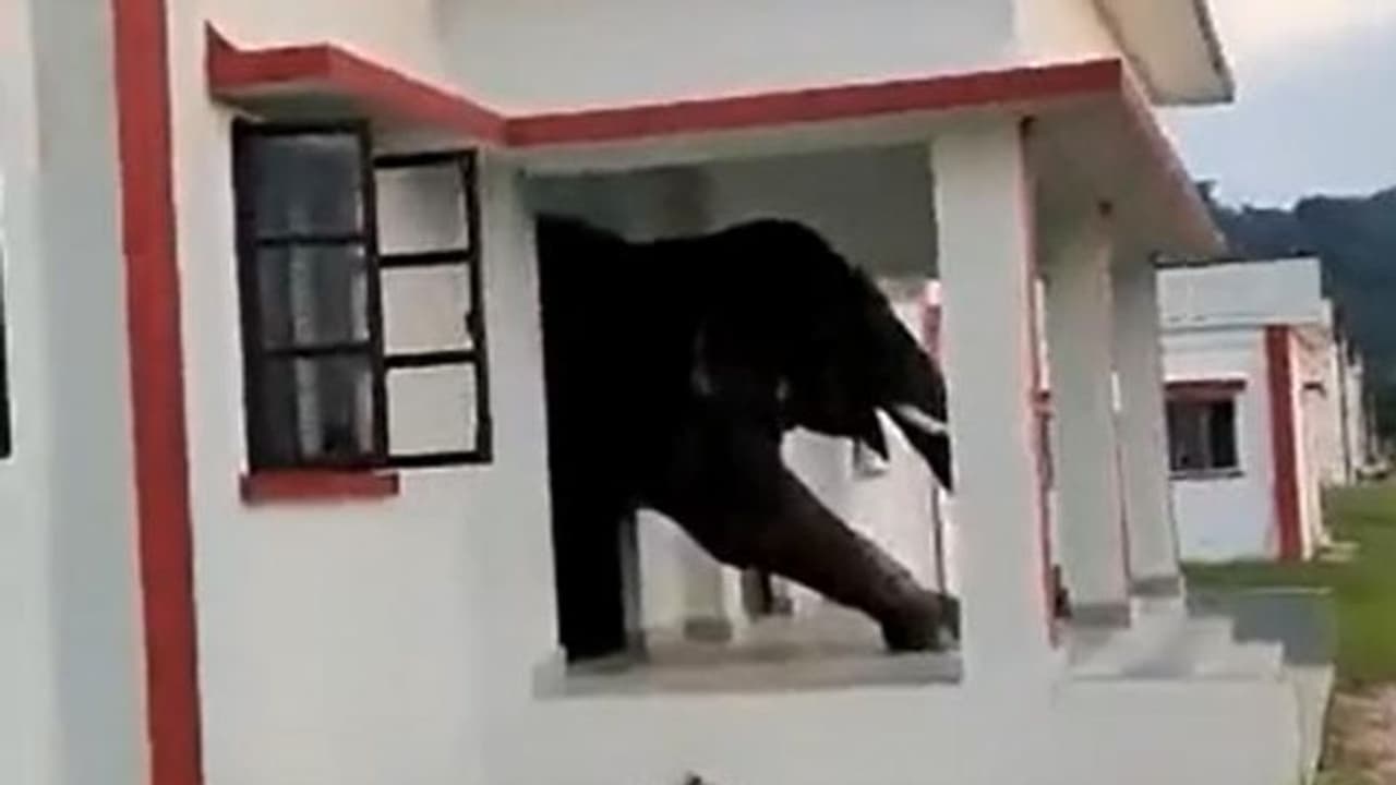 ഇഷ്ട ഭക്ഷണത്തിന്റെ മണം പിടിച്ച് കാട്ടാന വീട്ടില്; ആ ഇഷ്ട ഭക്ഷണം എന്താണെന്നോ? ഇഷ്ട ഭക്ഷണത്തിന്റെ മണം പിടിച്ച് കാട്ടാന വീട്ടില്; ആ ഇഷ്ട ഭക്ഷണം എന്താണെന്നോ?