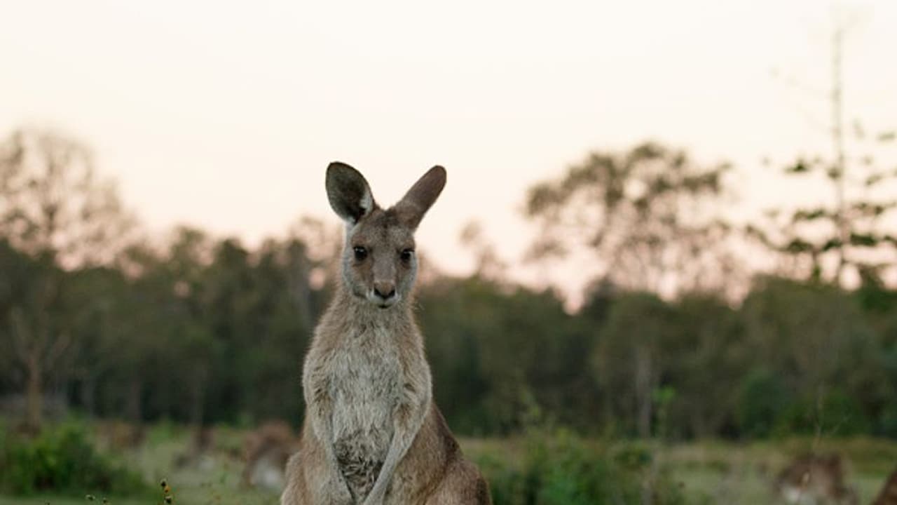 വളര്‍ത്തുമൃഗമായ കംഗാരുവിന്‍റെ അടിയേറ്റ് കര്‍ഷകന്‍ മരിച്ചു 