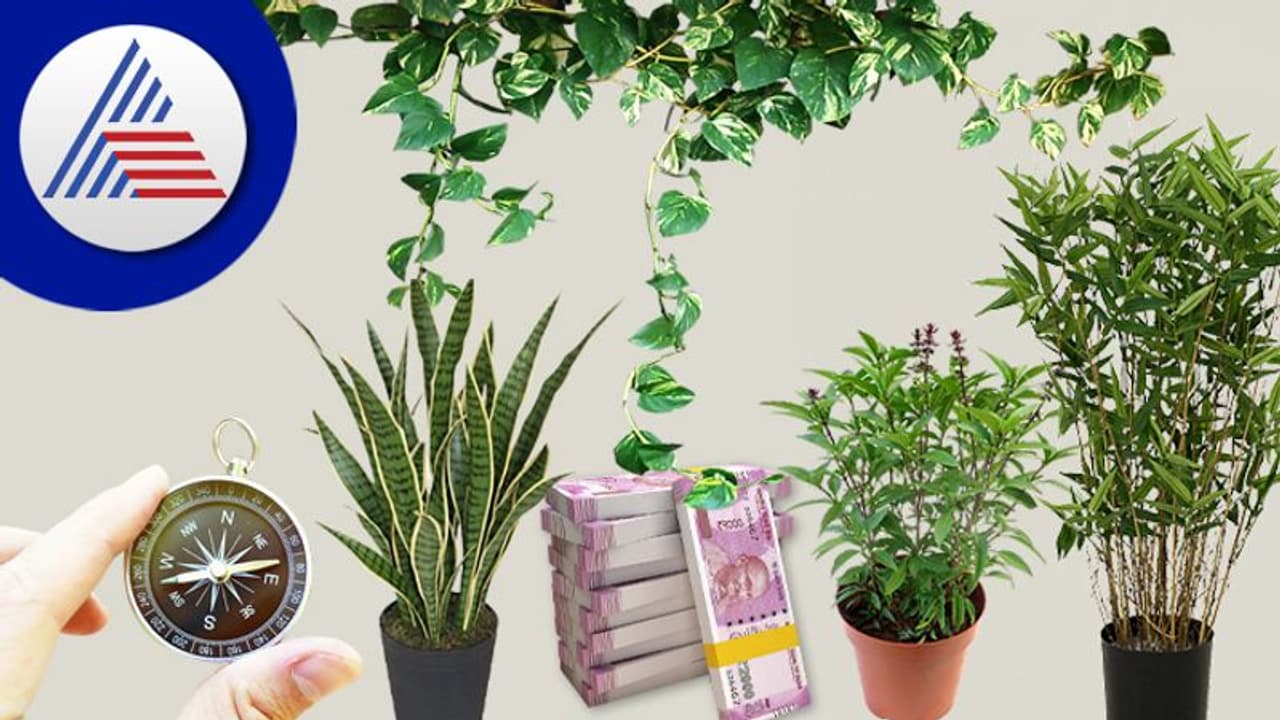 ಈ 6 ಅದೃಷ್ಟದ ಸಸ್ಯಗಳು ನಿಮ್ಮ ಜೀವನದ ಪ್ರಗತಿಯ ಕೀಲಿಕೈ.. ಈ 6 ಅದೃಷ್ಟದ ಸಸ್ಯಗಳು ನಿಮ್ಮ ಜೀವನದ ಪ್ರಗತಿಯ ಕೀಲಿಕೈ..