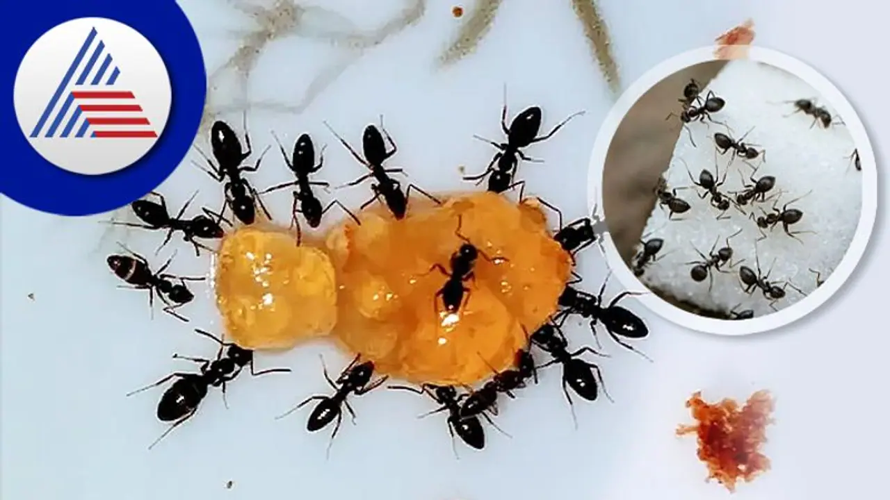 how many ants live on earth:பூமியில் வாழும் எறும்புகள் எண்ணிக்கை தெரியுமா? பறவை, விலங்குகள் எடையைவிட அதிகமாம்! how many ants live on earth:பூமியில் வாழும் எறும்புகள் எண்ணிக்கை தெரியுமா? பறவை, விலங்குகள் எடையைவிட அதிகமாம்!