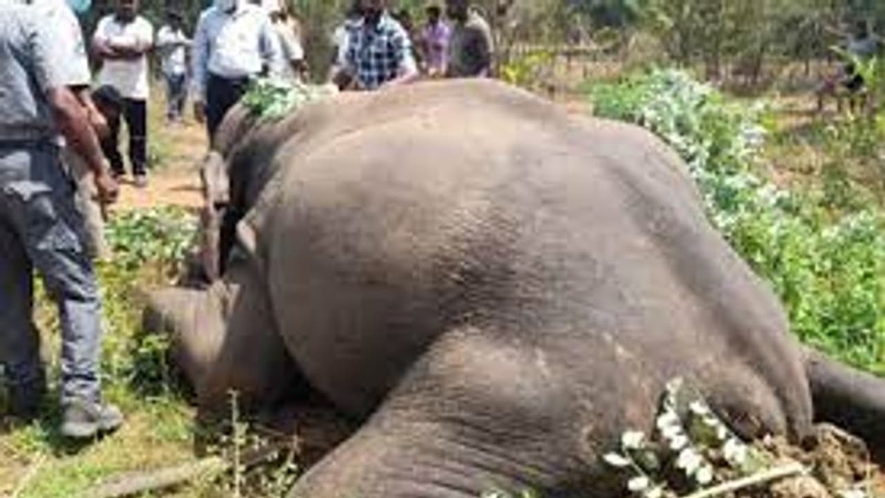 பரபரப்பு !! மின்சாரம் தாக்கி உயிரிழந்த பெண் யானை.. வழக்கு பதிந்து போலீசார் விசாரணை.. பாலக்காடு அருகே சோகம் பரபரப்பு !! மின்சாரம் தாக்கி உயிரிழந்த பெண் யானை.. வழக்கு பதிந்து போலீசார் விசாரணை.. பாலக்காடு அருகே சோகம்