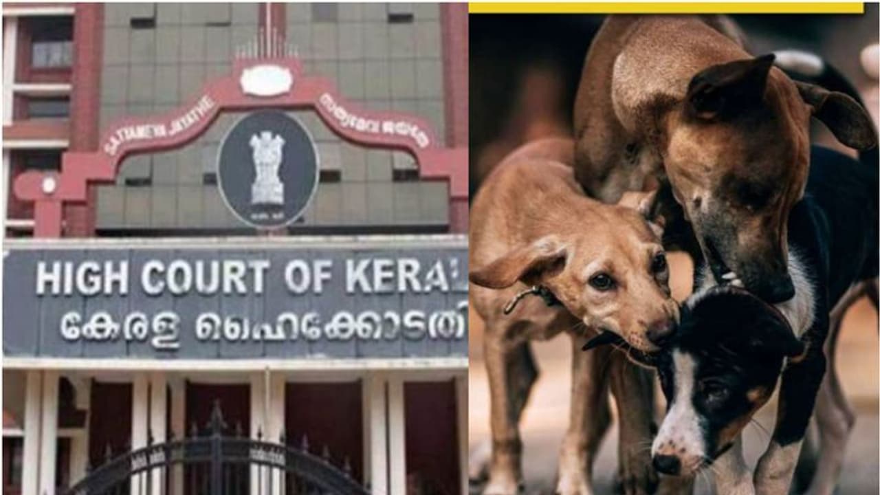 പൗരന്മാരെ സംരക്ഷിക്കാനുള്ള ബാധ്യത സർക്കാറിന്, തെരുവ് നായ്ക്കളെ അടിച്ച്കൊന്ന് നിയമം കൈയിലെടുക്കരുത്: ഹൈക്കോടതി പൗരന്മാരെ സംരക്ഷിക്കാനുള്ള ബാധ്യത സർക്കാറിന്, തെരുവ് നായ്ക്കളെ അടിച്ച്കൊന്ന് നിയമം കൈയിലെടുക്കരുത്: ഹൈക്കോടതി